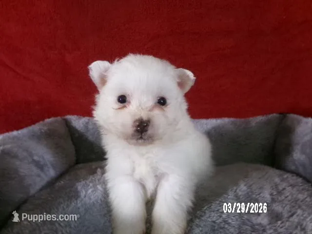 Yolanda – American Eskimo puppy for sale in Anderson, SC