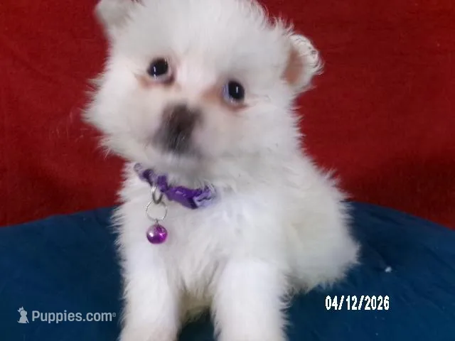 Yolanda - Purple – American Eskimo puppy for sale in Anderson, SC
