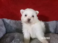 Yolanda, a female American Eskimo for sale in Anderson, SC – Photo 2 of 4