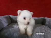 Yolanda, a female American Eskimo for sale in Anderson, SC – Photo 4 of 4