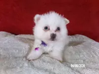 Yolanda - Purple, a female American Eskimo for sale in Anderson, SC – Photo 2 of 10