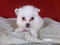 Yolanda - Purple, a female American Eskimo for sale in Anderson, SC – Photo 4 of 10