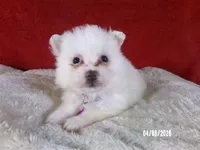 Yolanda - Purple, a female American Eskimo for sale in Anderson, SC – Photo 3 of 10