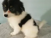 Jasper, a male Pomeranian for sale in Anderson, SC – 6 of 10