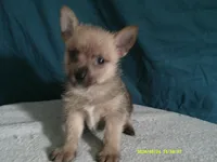 Noah, a male Pomeranian and Yorkshire Terrier for sale in Anderson, SC – 2 of 10