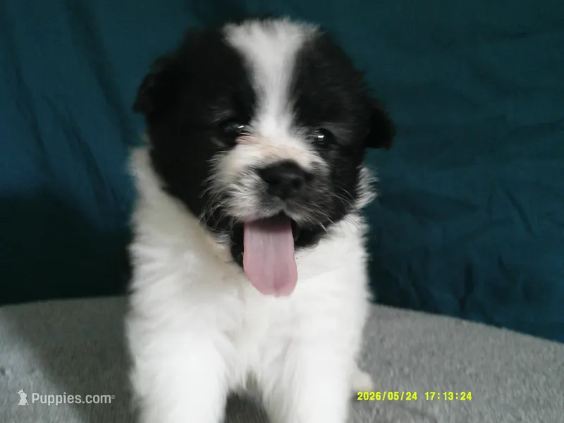 Dylan – Pomeranian puppy for sale in Anderson, SC