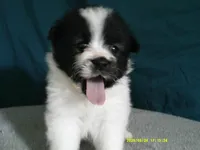 Dylan, a male Pomeranian for sale in Anderson, SC – 8 of 10