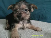 Olivia, a female Pomeranian and Yorkshire Terrier for sale in Anderson, SC – 1 of 10