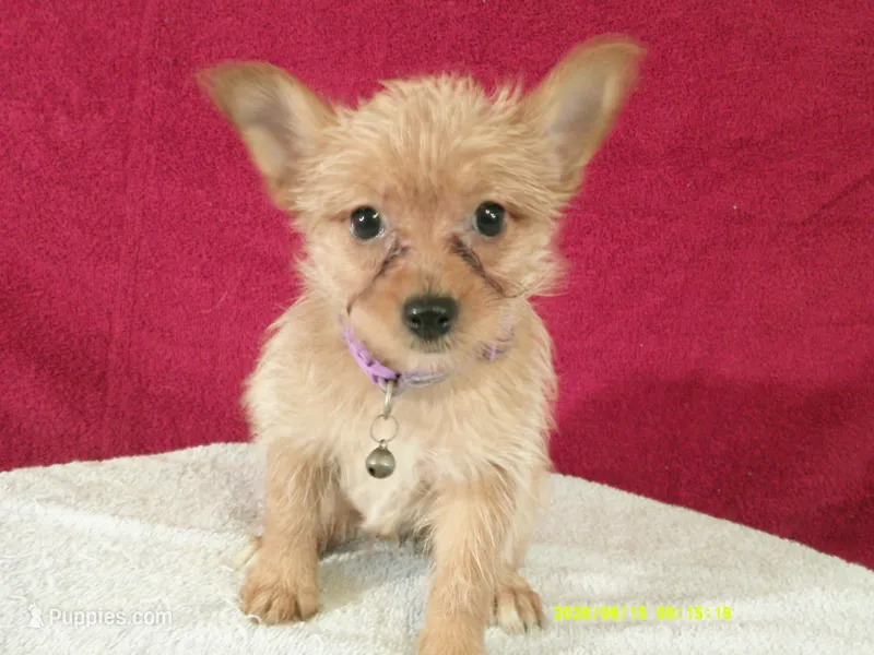 Charlotte Camo PURPLE – Pomeranian, Yorkshire Terrier puppy for sale in Anderson, SC