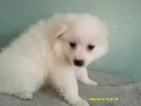 PS-Blue, a male American Eskimo for sale in Anderson, SC – 4 of 5