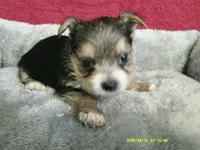 Liam, a male Pomeranian and Yorkshire Terrier for sale in Anderson, SC – 7 of 10
