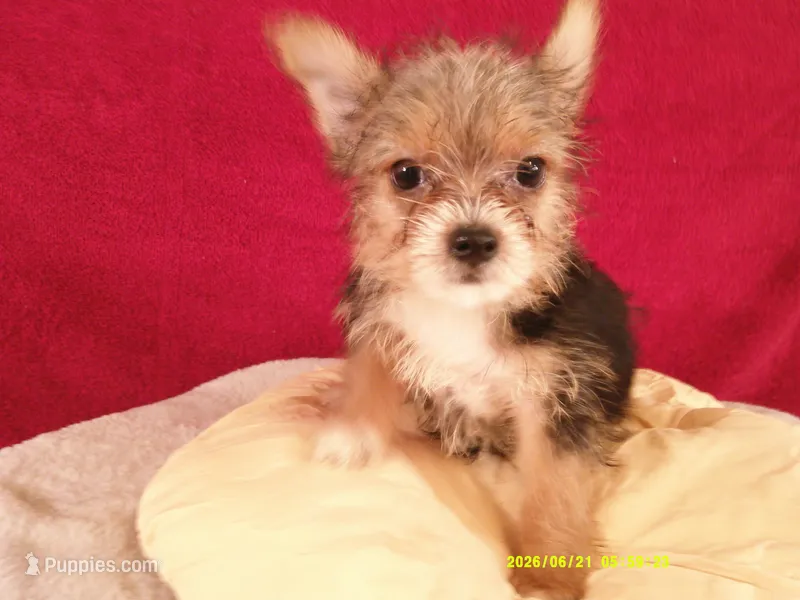 Liam BLACK – Pomeranian, Yorkshire Terrier puppy for sale in Anderson, SC