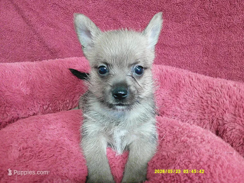 Noah – Pomeranian, Yorkshire Terrier puppy for sale in Anderson, SC