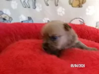 Noah, a male Pomeranian and Yorkshire Terrier for sale in Anderson, SC – Photo 2 of 4