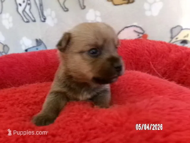 Noah, a male Pomeranian and Yorkshire Terrier for sale in Anderson, SC – Photo 1 of 4