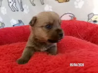 Noah, a male Pomeranian and Yorkshire Terrier for sale in Anderson, SC – Photo 1 of 4