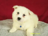 Blue- L, a male American Eskimo for sale in Anderson, SC – 1 of 5