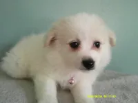 PS-Pink, a female American Eskimo for sale in Anderson, SC – 3 of 5