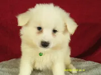 Blue- L, a male American Eskimo for sale in Anderson, SC – 5 of 5