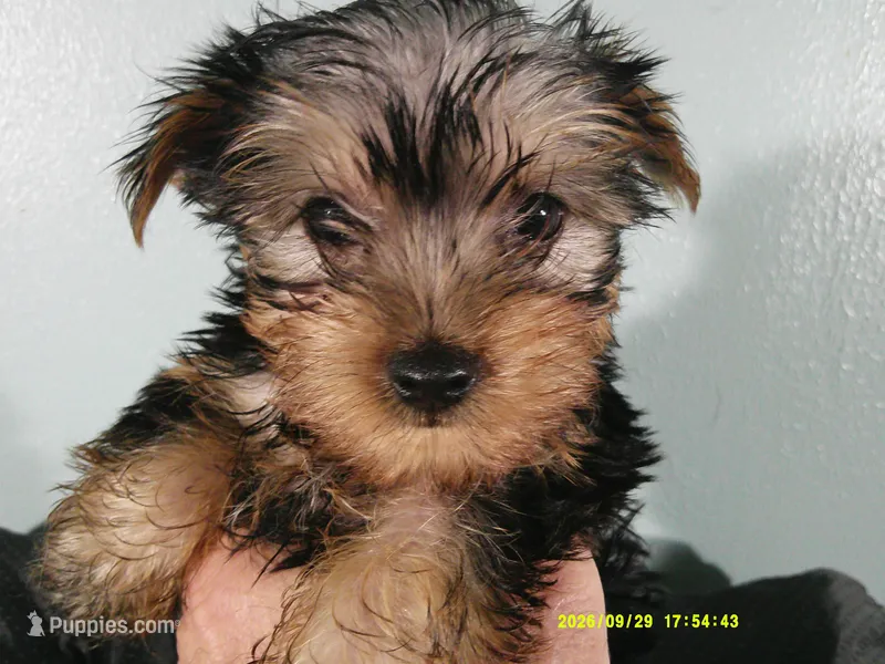 Willie – Yorkshire Terrier puppy for sale in Anderson, SC