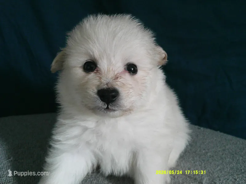 Robert – Pomeranian puppy for sale in Anderson, SC