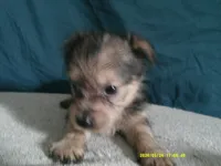 Amelia, a female Pomeranian and Yorkshire Terrier for sale in Anderson, SC – 4 of 10