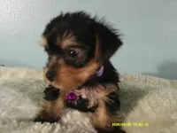 Willow-Purple, a female Yorkshire Terrier for sale in Anderson, SC – 3 of 8