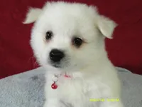 D-Red, a male American Eskimo for sale in Anderson, SC – 3 of 4