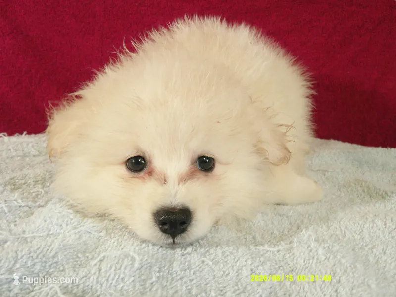 Robert – Pomeranian puppy for sale in Anderson, SC
