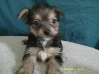 Mia, a female Pomeranian and Yorkshire Terrier for sale in Anderson, SC – 4 of 10