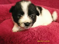 Dylan, a male Pomeranian for sale in Anderson, SC – 4 of 5