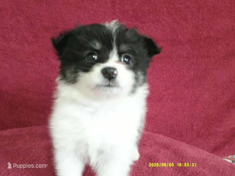 Jasper – Pomeranian puppy for sale in Anderson, SC
