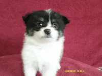 Jasper, a male Pomeranian for sale in Anderson, SC – 7 of 10