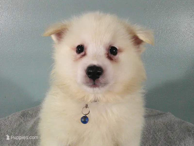 Blue- L – American Eskimo puppy for sale in Anderson, SC