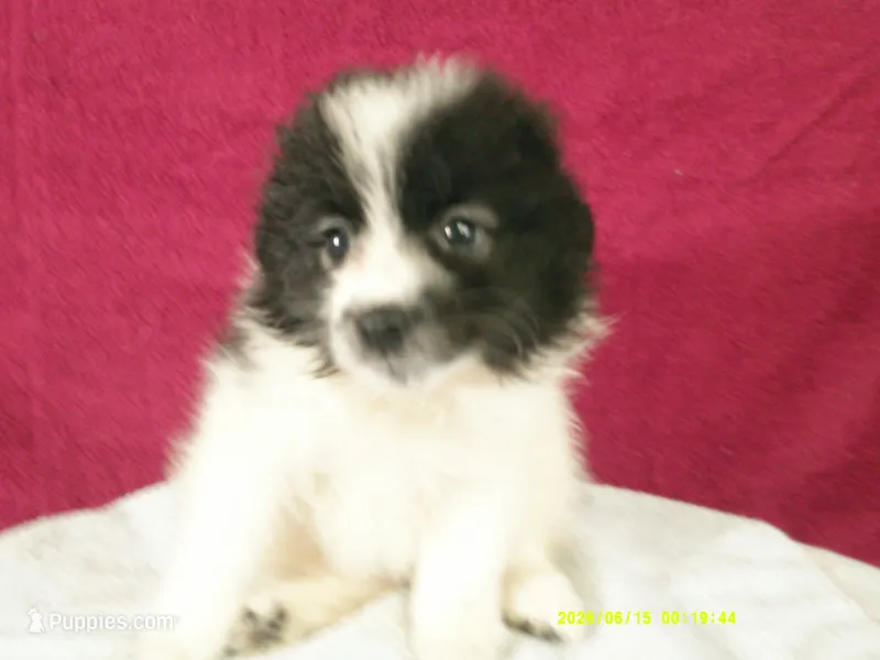 Dylan – Pomeranian puppy for sale in Anderson, SC