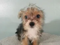 Liam BLACK, a male Pomeranian and Yorkshire Terrier for sale in Anderson, SC – 1 of 10