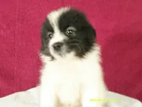 Dylan, a male Pomeranian for sale in Anderson, SC – 7 of 10