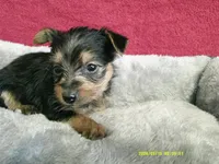 Olivia, a female Pomeranian and Yorkshire Terrier for sale in Anderson, SC – 5 of 10
