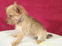 Charlotte PURPLE, a female Pomeranian and Yorkshire Terrier for sale in Anderson, SC – 3 of 10