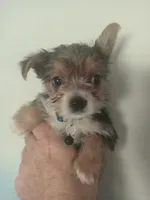Liam BLACK, a male Pomeranian and Yorkshire Terrier for sale in Anderson, SC – 1 of 10
