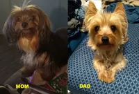 Sunshine, a female Yorkshire Terrier for sale in Anderson, SC – 2 of 2
