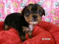 JoAnn, a female Yorkshire Terrier for sale in Anderson, SC – Photo 3 of 10