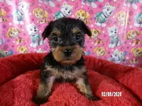 JoAnn, a female Yorkshire Terrier for sale in Anderson, SC – Photo 8 of 10
