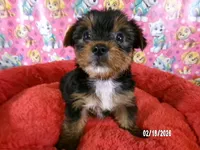 JoAnn, a female Yorkshire Terrier for sale in Anderson, SC – Photo 2 of 10