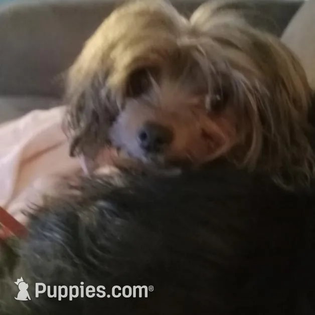 JoAnn, a female Yorkshire Terrier for sale in Anderson, SC – Photo 10 of 10