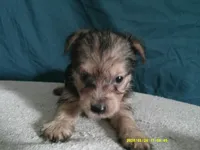 Amelia, a female Pomeranian and Yorkshire Terrier for sale in Anderson, SC – 2 of 10