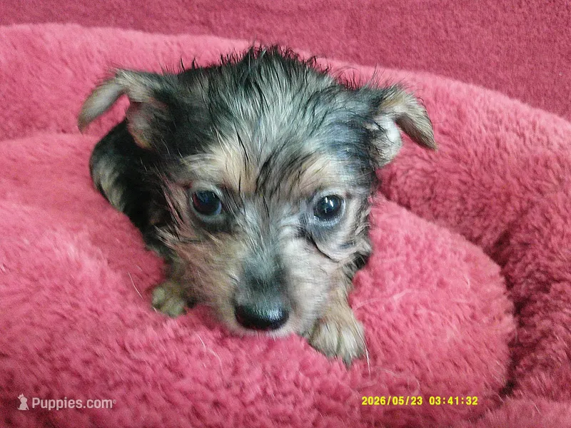 Emma – Pomeranian, Yorkshire Terrier puppy for sale in Anderson, SC