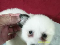 D-Yellow, a female American Eskimo for sale in Anderson, SC – 5 of 5