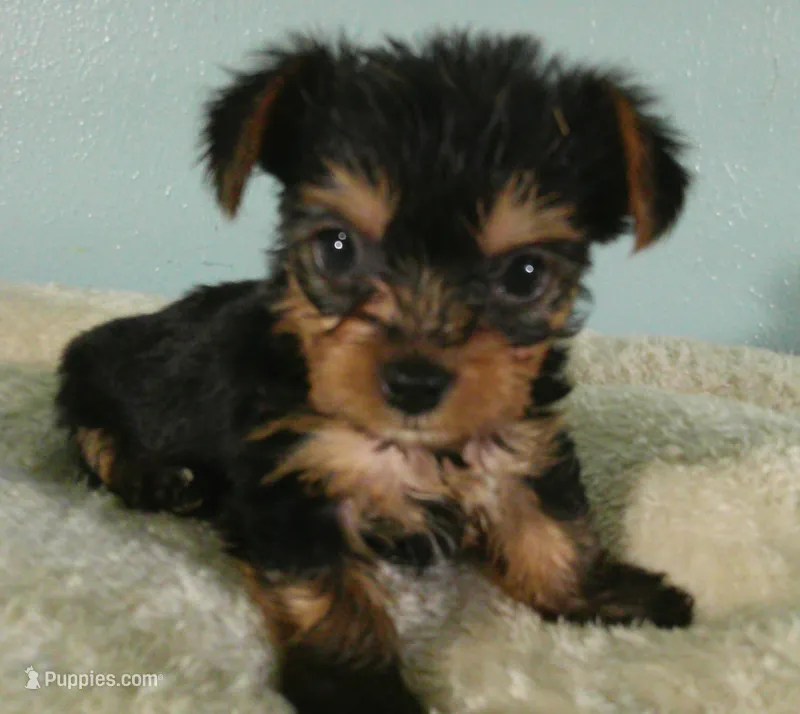 Willow – Yorkshire Terrier puppy for sale in Anderson, SC