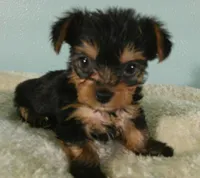 Willow, a female Yorkshire Terrier for sale in Anderson, SC – 1 of 2
